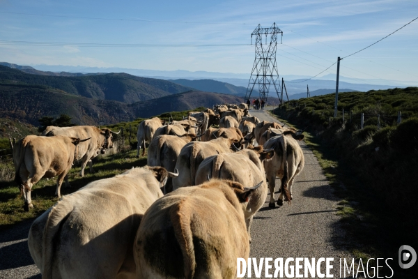 La Transhumance