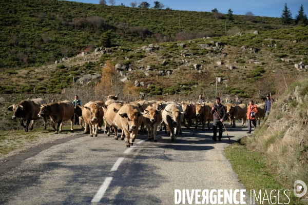 La Transhumance