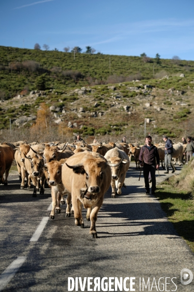 La Transhumance