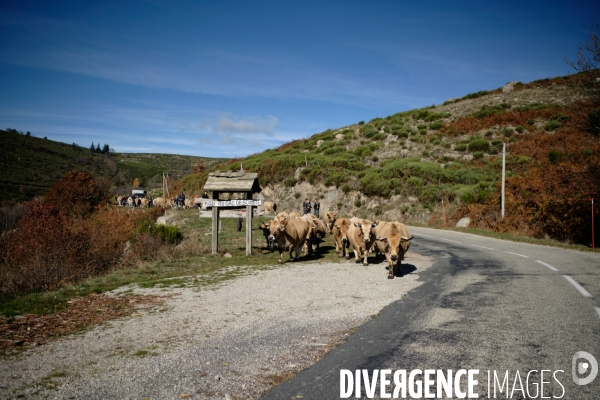La Transhumance