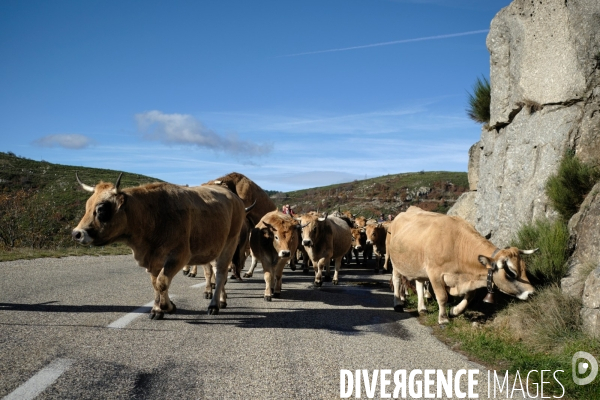 La Transhumance