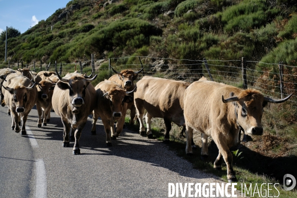 La Transhumance