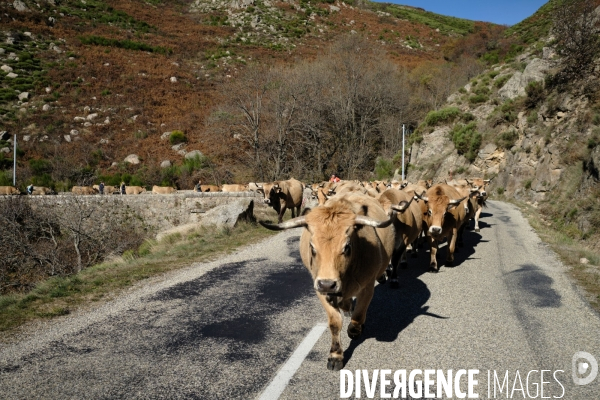 La Transhumance