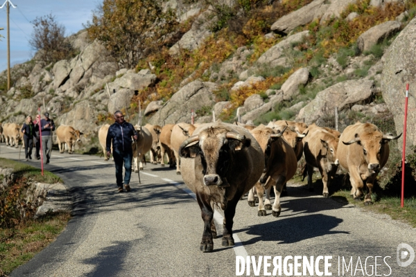 La Transhumance