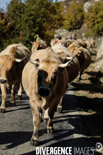 La Transhumance