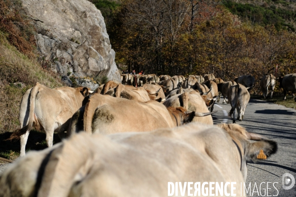 La Transhumance