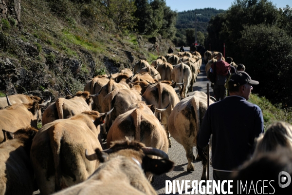 La Transhumance