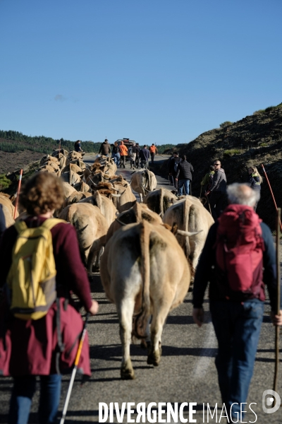 La Transhumance