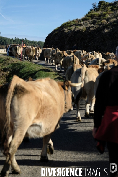 La Transhumance
