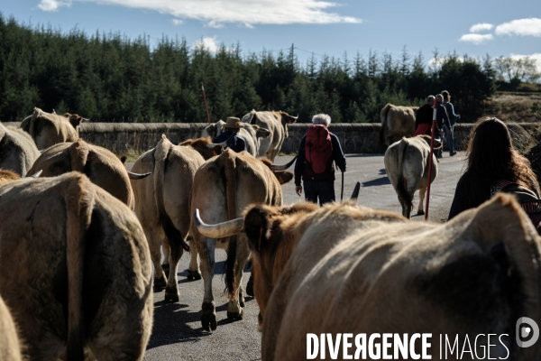 La Transhumance