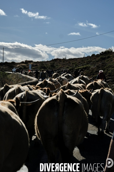 La Transhumance