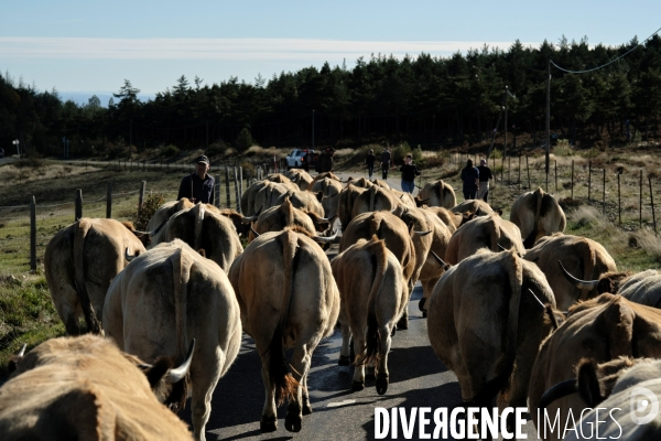 La Transhumance