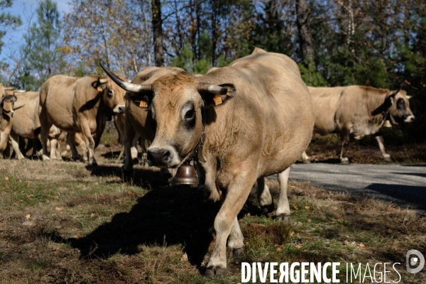 La Transhumance