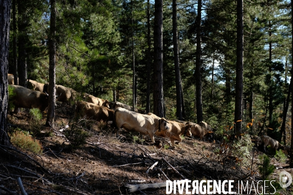 La Transhumance