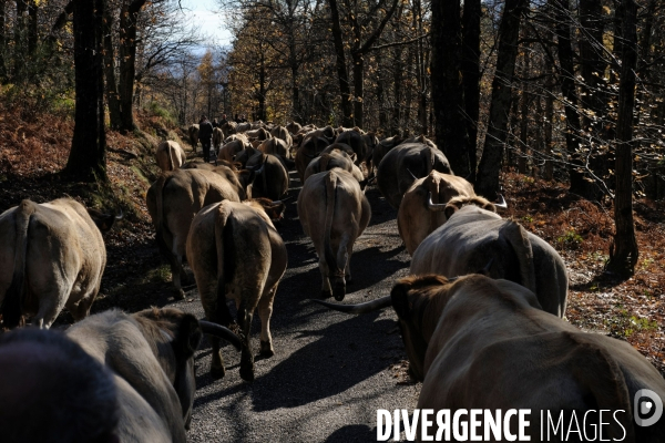La Transhumance