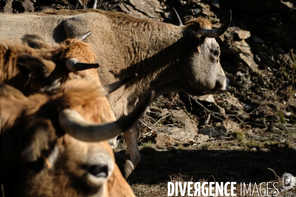 La Transhumance