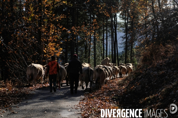 La Transhumance