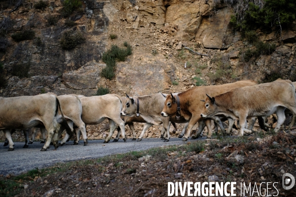 La Transhumance