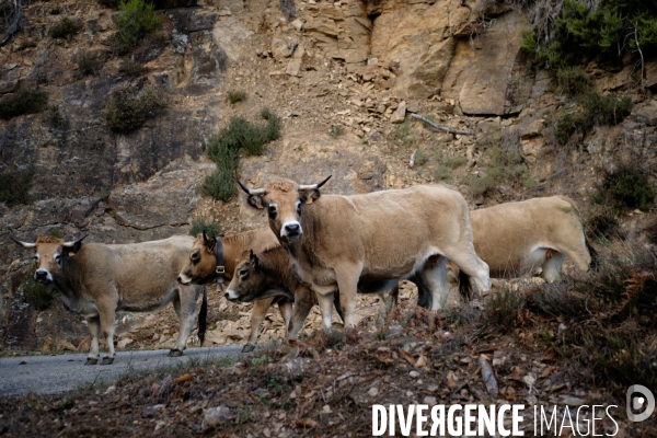 La Transhumance