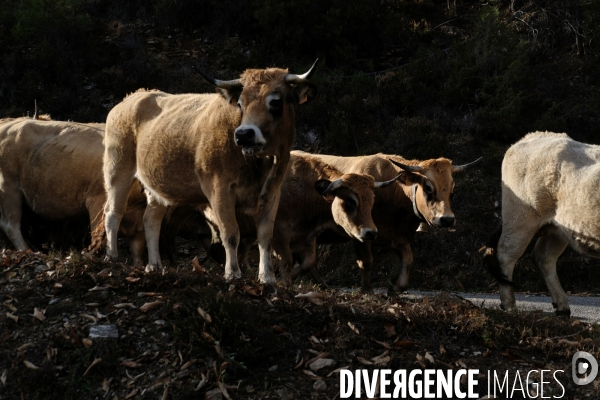 La Transhumance