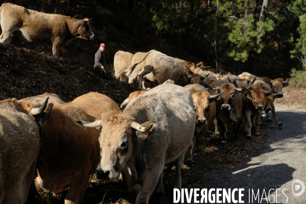 La Transhumance