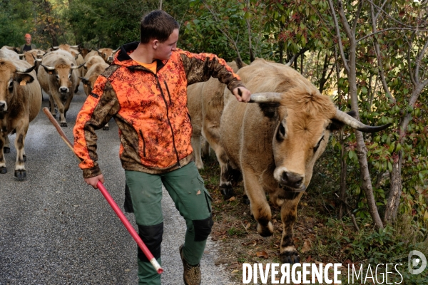 La Transhumance