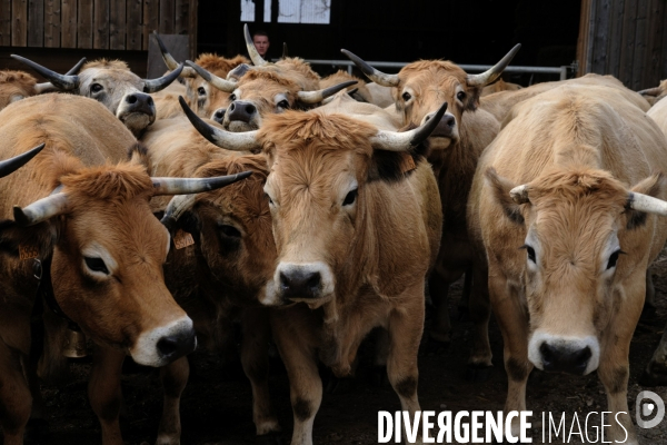 La Transhumance