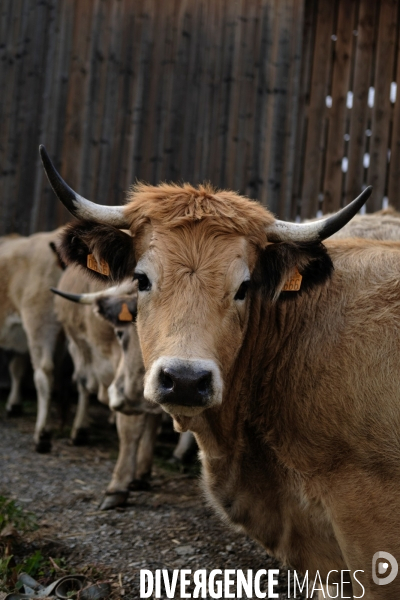 La Transhumance