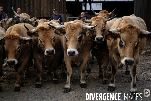 La Transhumance