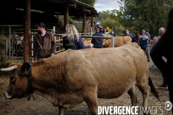 La Transhumance