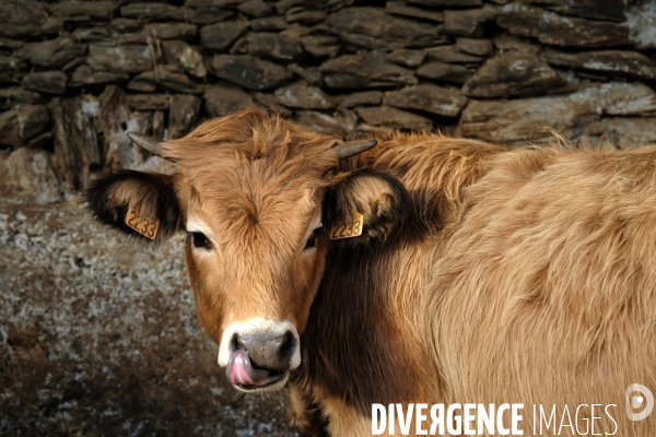 La Transhumance