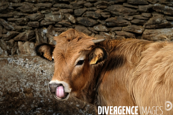 La Transhumance