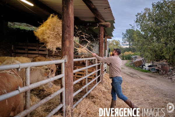 La Transhumance
