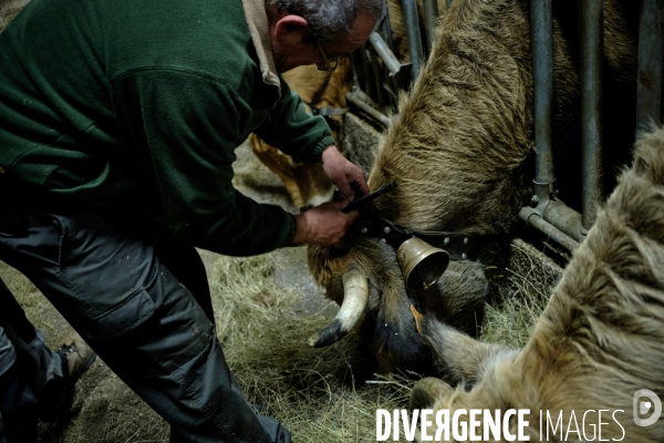 La Transhumance