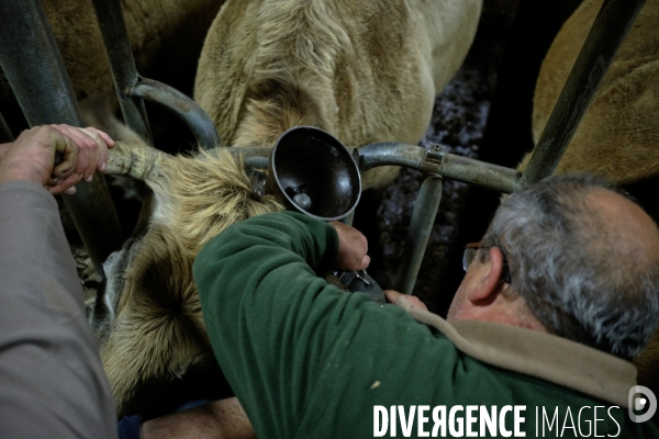 La Transhumance