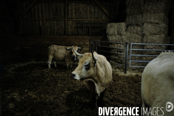 La Transhumance