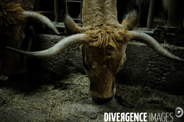 La Transhumance