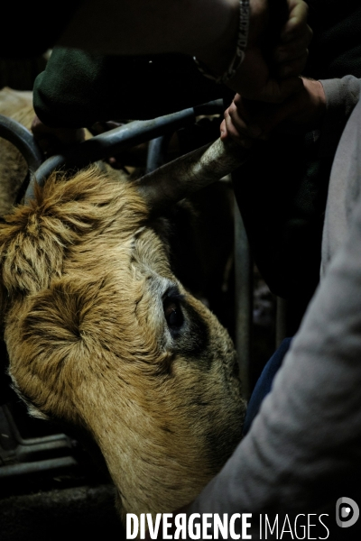 La Transhumance