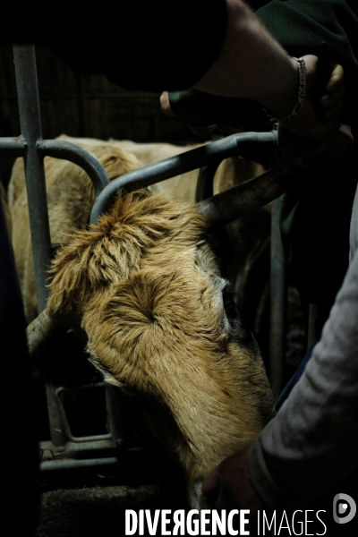 La Transhumance