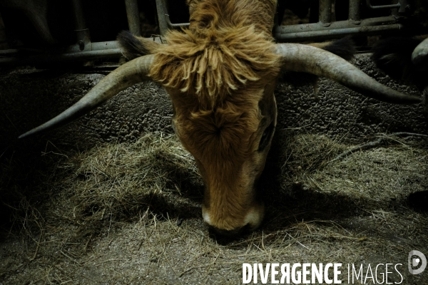 La Transhumance