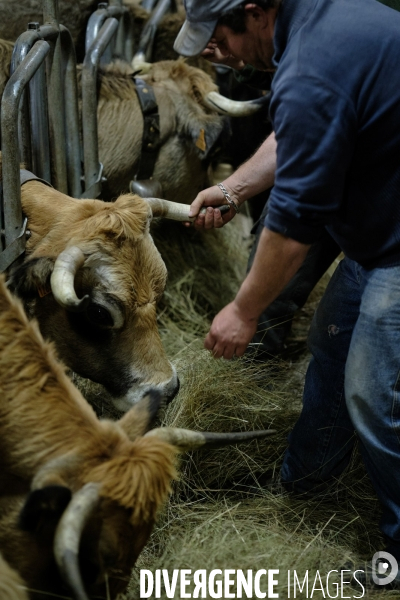 La Transhumance
