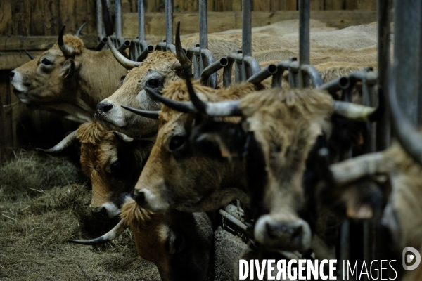 La Transhumance