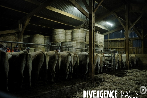 La Transhumance