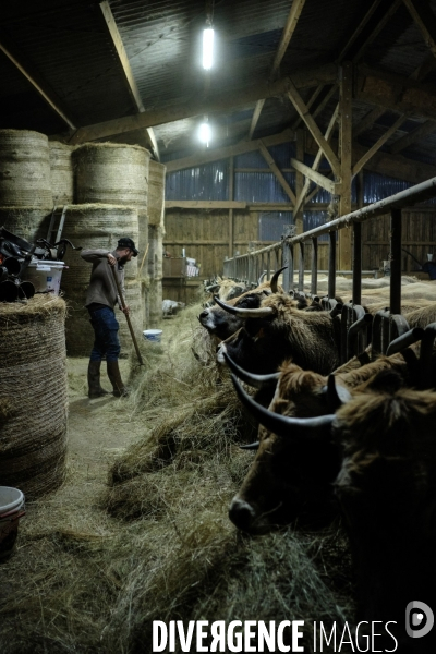 La Transhumance