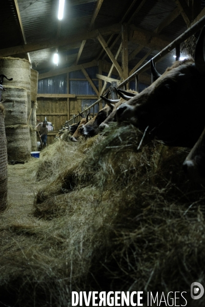 La Transhumance