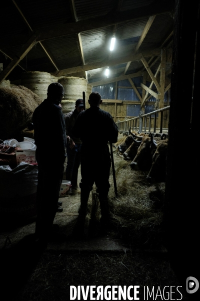 La Transhumance