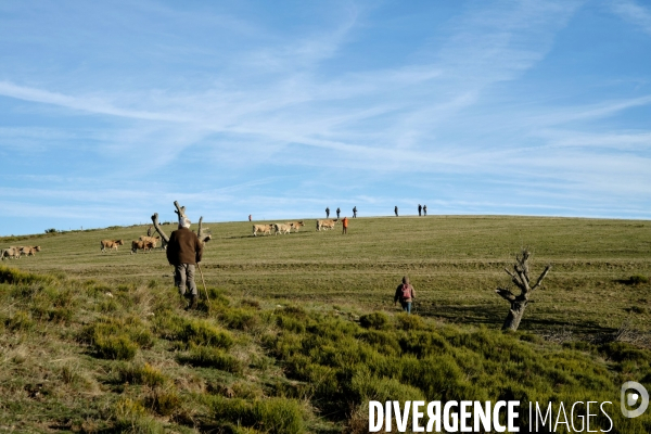 La Transhumance