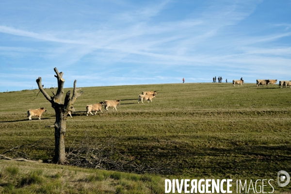 La Transhumance