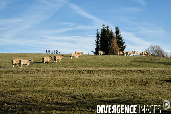 La Transhumance