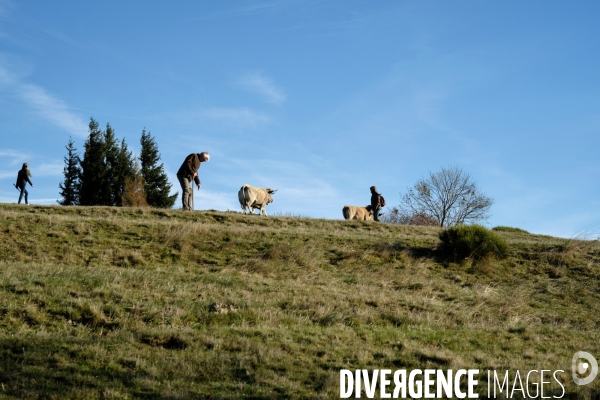 La Transhumance